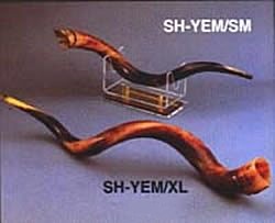 Large Yemenite Triple Twist Shofar