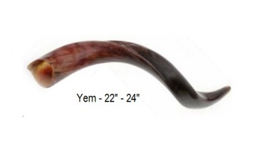 Yemenite Shofar, 22