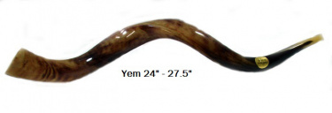 Yemenite Shofar, 24