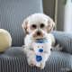 Chanukah_dog_bear_3