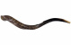 Yemenite Shofar, 24